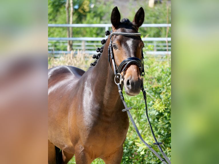 Poney de selle allemand Hongre 8 Ans 145 cm Bai brun in Windhagen