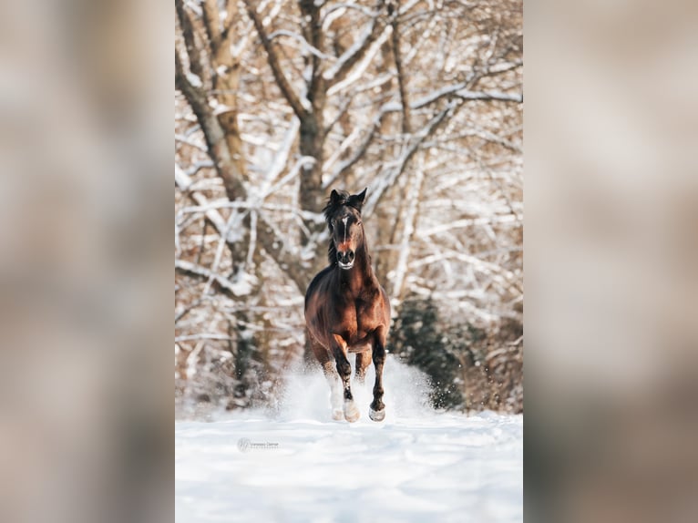 Poney de selle allemand Hongre 8 Ans 145 cm Bai brun in Windhagen