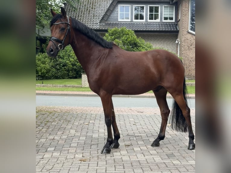 Poney de selle allemand Hongre 8 Ans 145 cm Bai in Dorsten