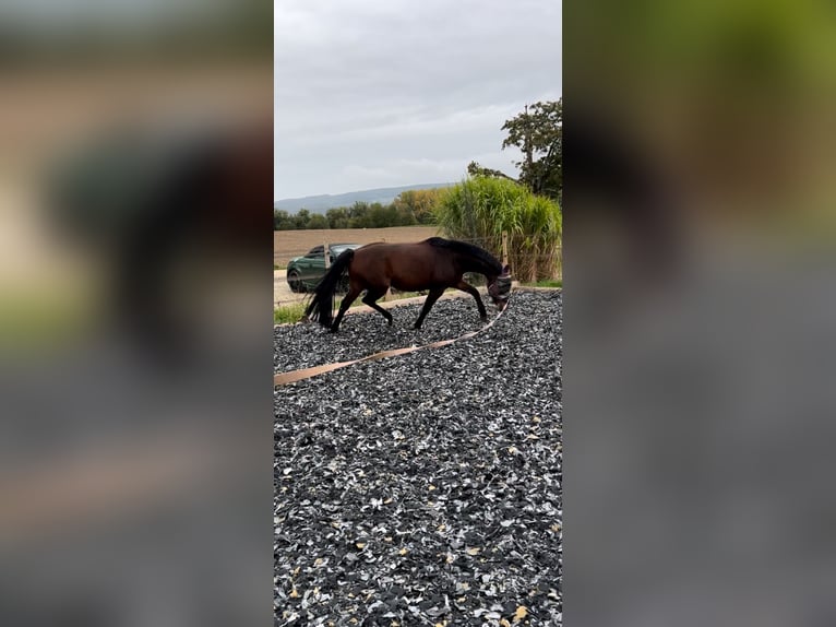 Poney de selle allemand Croisé Hongre 8 Ans 145 cm Bai in Gaienhofen