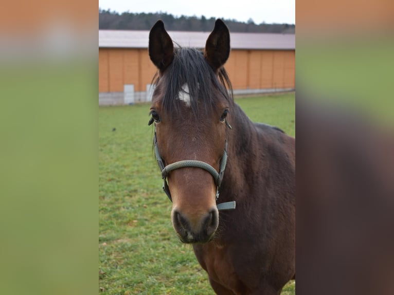 Poney de selle allemand Croisé Hongre 8 Ans 145 cm Bai in Gaienhofen