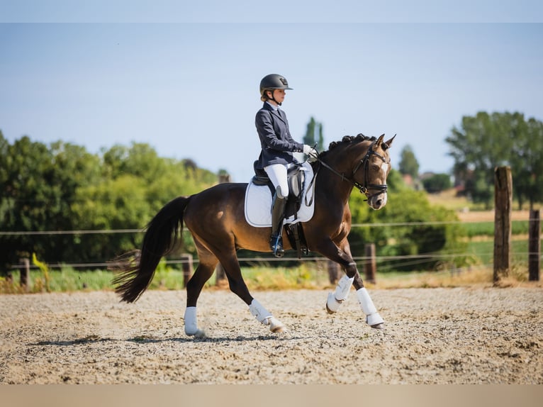 Poney de selle allemand Hongre 8 Ans 145 cm Isabelle in Gent