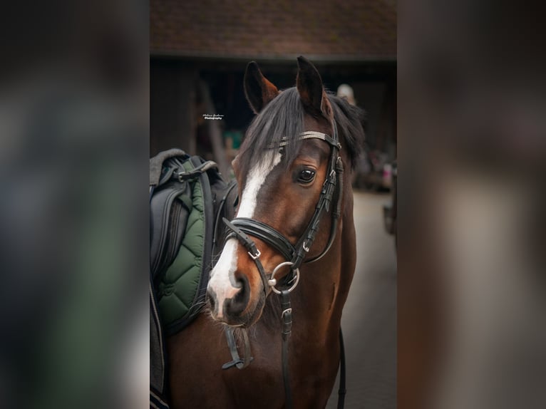 Poney de selle allemand Hongre 8 Ans 146 cm Bai brun in Duisburg