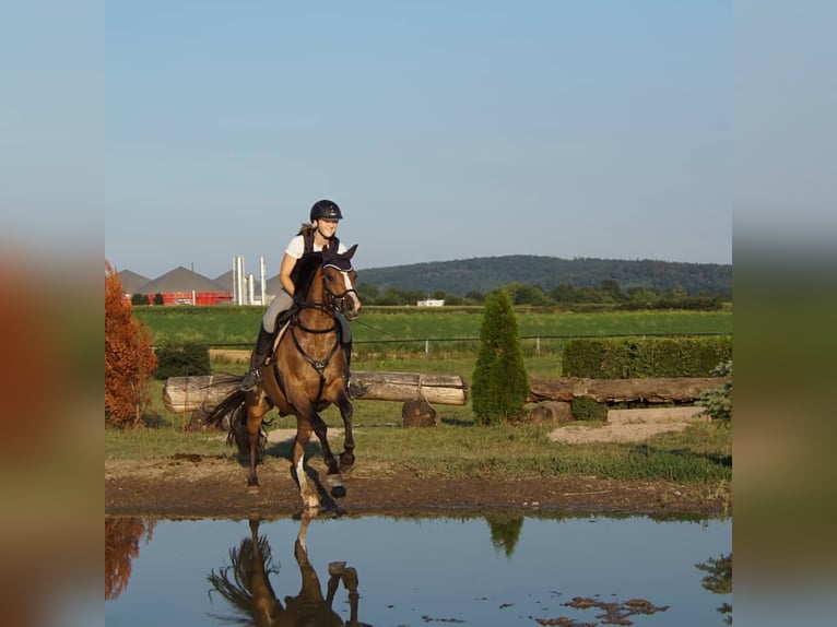 Poney de selle allemand Hongre 8 Ans 146 cm Bai in Egelsbach