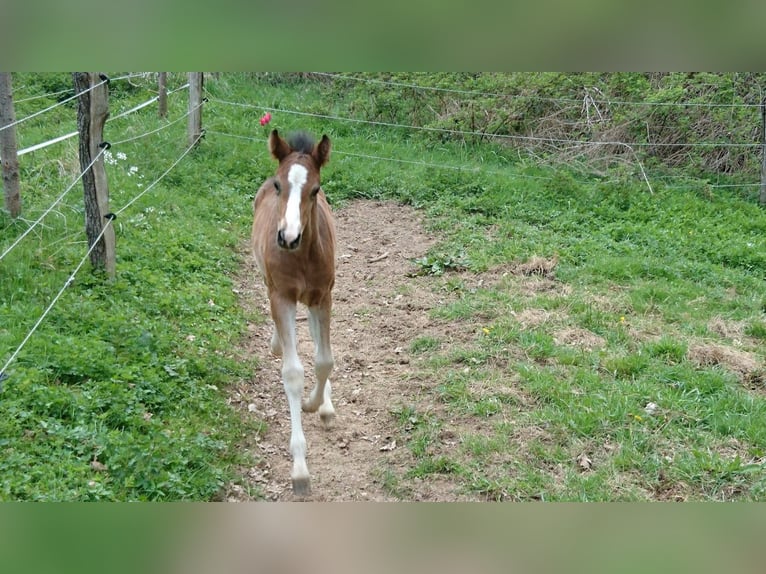 Poney de selle allemand Hongre 8 Ans 146 cm Bai in Egelsbach