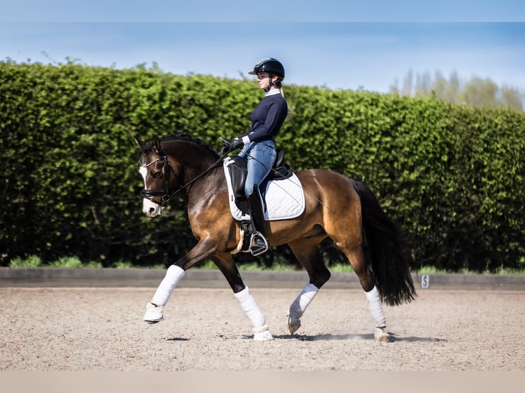 Poney de selle allemand Hongre 8 Ans 146 cm Isabelle in Zevergem