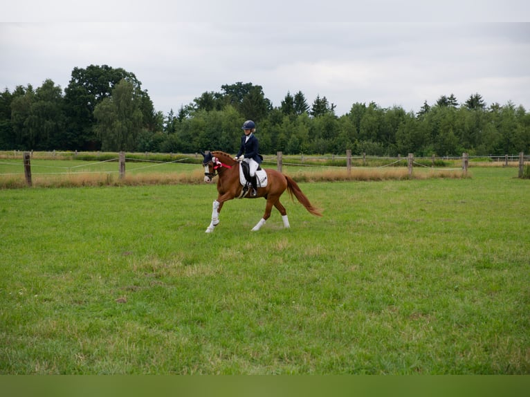 Poney de selle allemand Hongre 8 Ans 147 cm Alezan in Wedemark