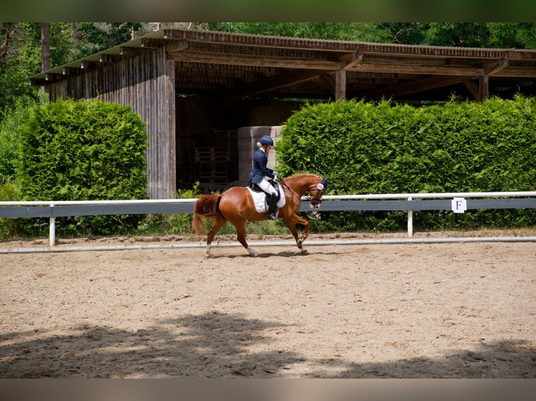 Poney de selle allemand Hongre 8 Ans 147 cm Alezan in Wedemark