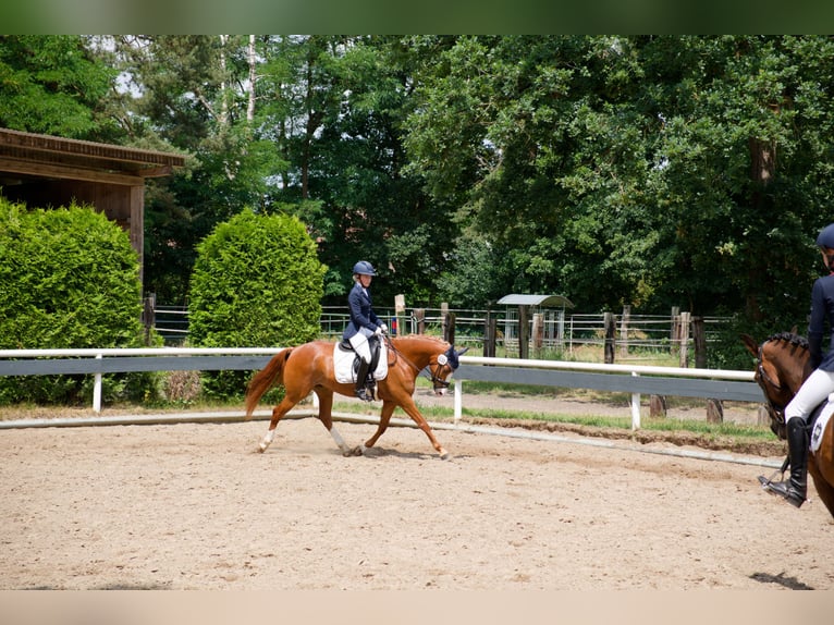 Poney de selle allemand Hongre 8 Ans 147 cm Alezan in Wedemark