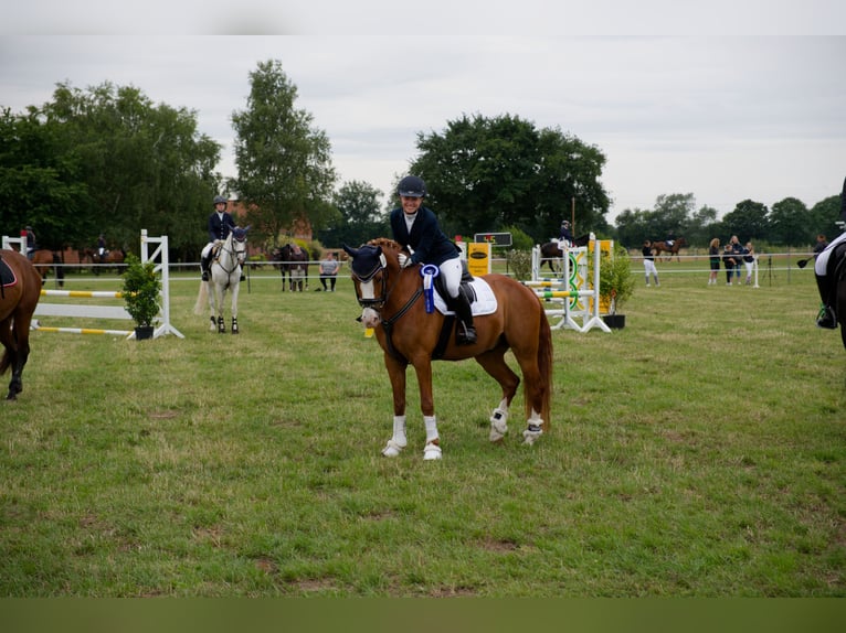 Poney de selle allemand Hongre 8 Ans 147 cm Alezan in Wedemark