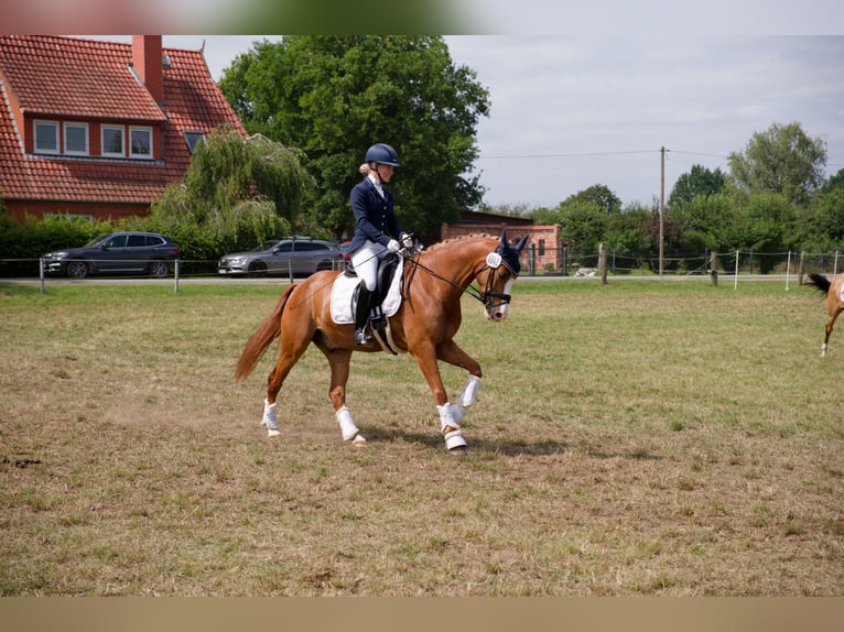 Poney de selle allemand Hongre 8 Ans 147 cm Alezan in Wedemark