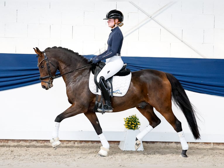 Poney de selle allemand Hongre 8 Ans 147 cm Bai brun in Marsberg