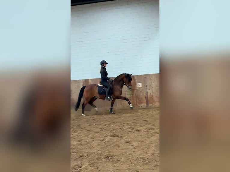 Poney de selle allemand Hongre 8 Ans 147 cm Bai in Ahrensburg