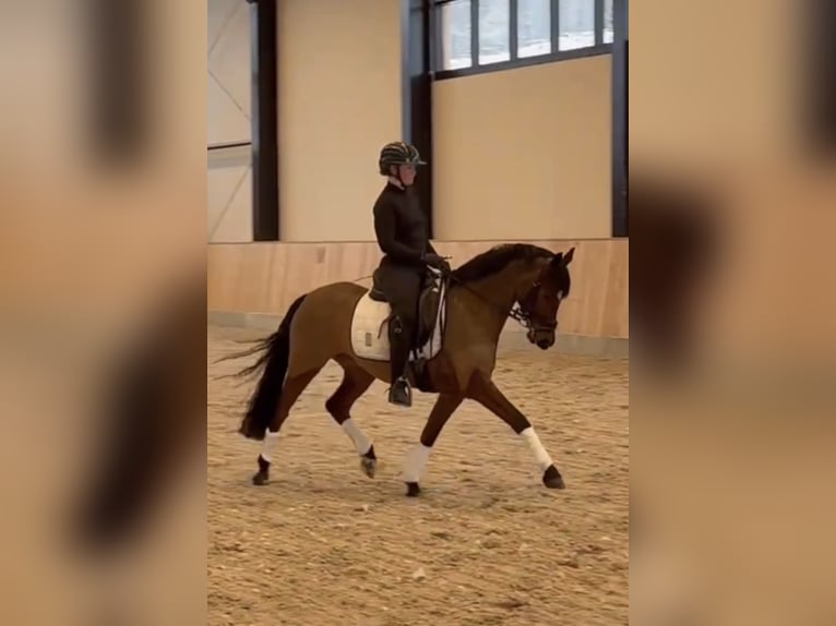 Poney de selle allemand Hongre 8 Ans 147 cm Bai in WillichWillich
