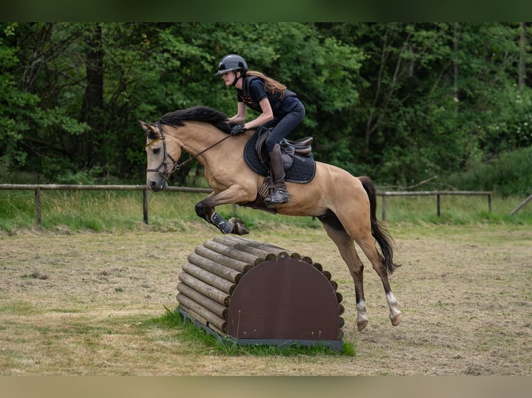 Poney de selle allemand Hongre 8 Ans 147 cm Isabelle in Steinheim am Albuch