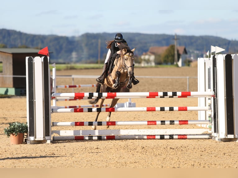 Poney de selle allemand Hongre 8 Ans 147 cm Isabelle in Steinheim am Albuch