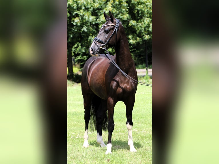 Poney de selle allemand Hongre 8 Ans 147 cm Noir in Rehburg-Loccum MünchehagenLoccum