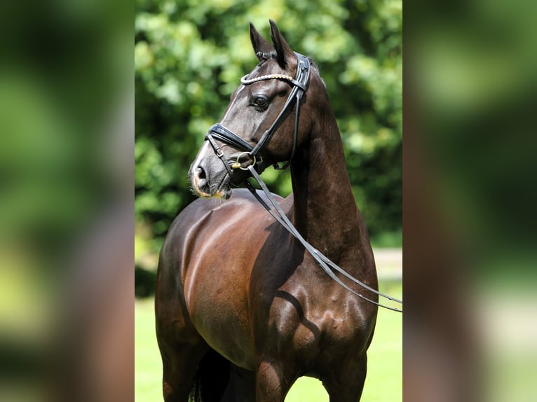 Poney de selle allemand Hongre 8 Ans 147 cm Noir in Rehburg-Loccum MünchehagenLoccum