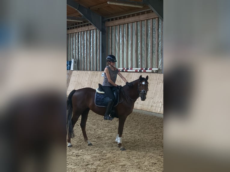 Poney de selle allemand Hongre 8 Ans 148 cm Alezan brûlé in Olching