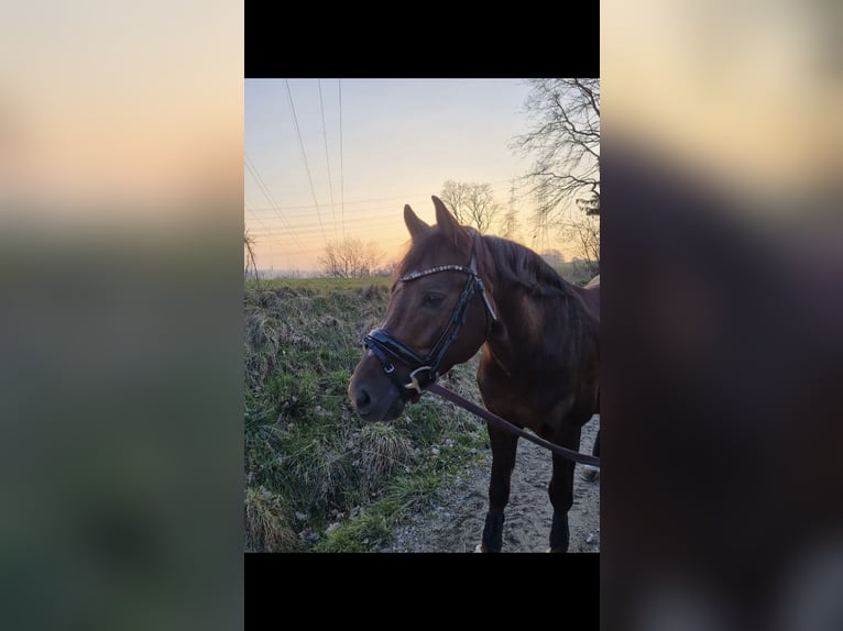 Poney de selle allemand Hongre 8 Ans 148 cm Alezan brûlé in Olching