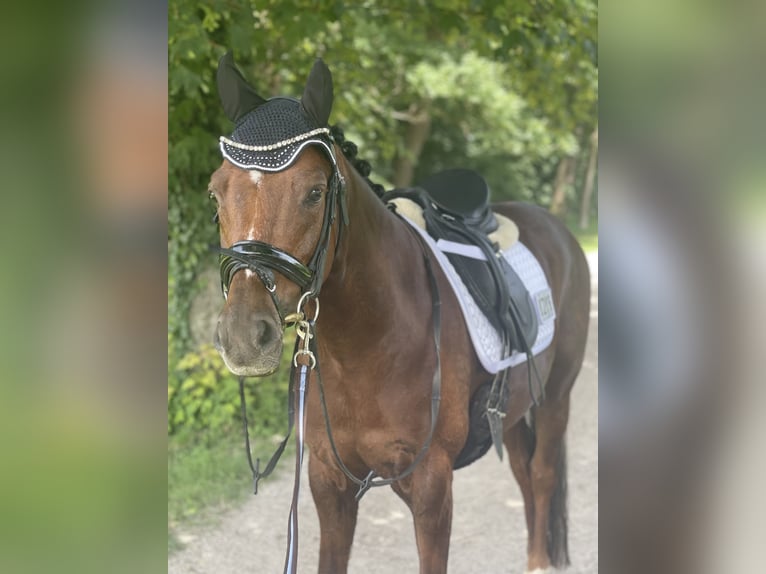 Poney de selle allemand Hongre 8 Ans 148 cm Alezan brûlé in Olching