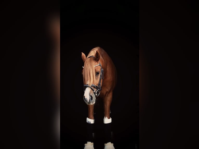 Poney de selle allemand Hongre 8 Ans 148 cm Alezan in Schwalmtal