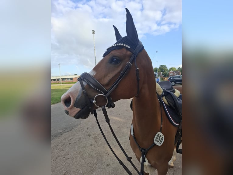 Poney de selle allemand Hongre 8 Ans 148 cm Alezan in Horst Poney de selle allemand Hongre 8 Ans 148 cm Alezan in Horst