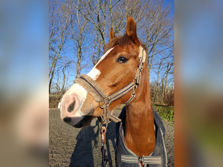 Poney de selle allemand Hongre 8 Ans 148 cm Alezan in Horst Poney de selle allemand Hongre 8 Ans 148 cm Alezan in Horst