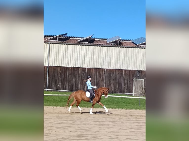 Poney de selle allemand Hongre 8 Ans 148 cm Alezan in Jesberg