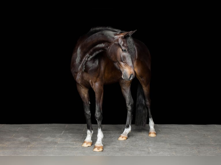 Poney de selle allemand Hongre 8 Ans 148 cm Bai brun in Emmerthal