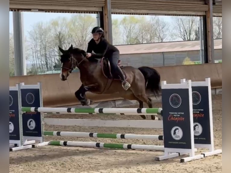 Poney de selle allemand Hongre 8 Ans 148 cm Bai brun in Blienschwiller Poney de selle allemand Hongre 8 Ans 148 cm Bai brun in Blienschwiller