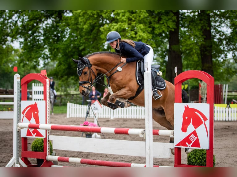 Poney de selle allemand Hongre 8 Ans 148 cm Bai in Sottrum