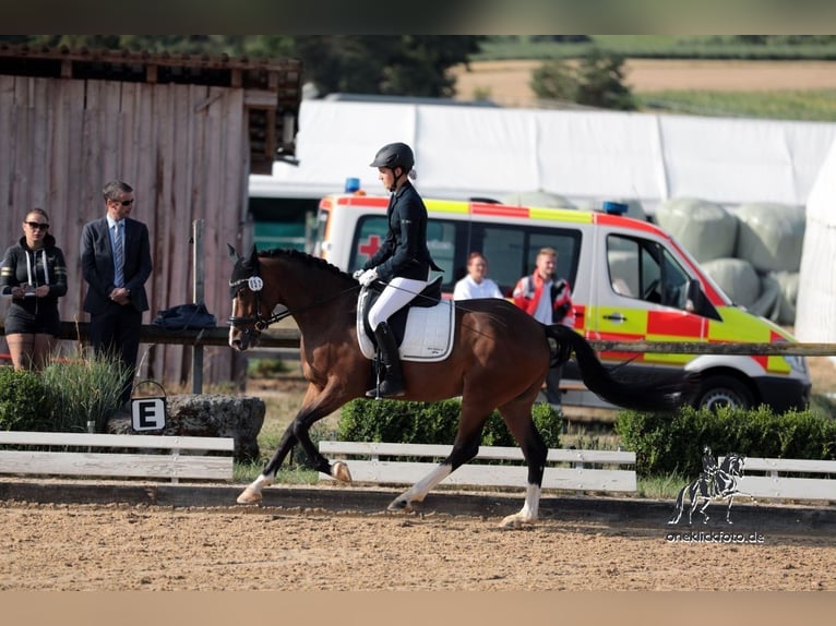 Poney de selle allemand Hongre 8 Ans 148 cm Bai in Thalmässing