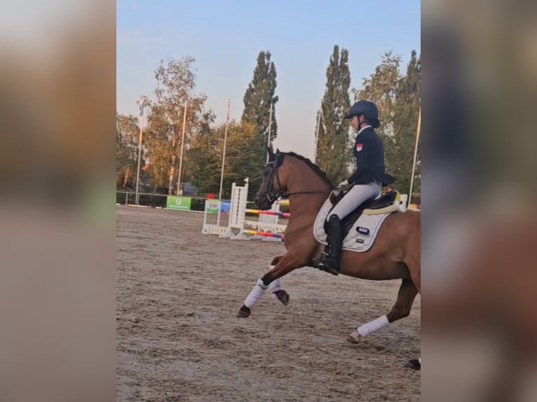 Poney de selle allemand Hongre 8 Ans 148 cm Bai clair in Alzenau in Unterfranken