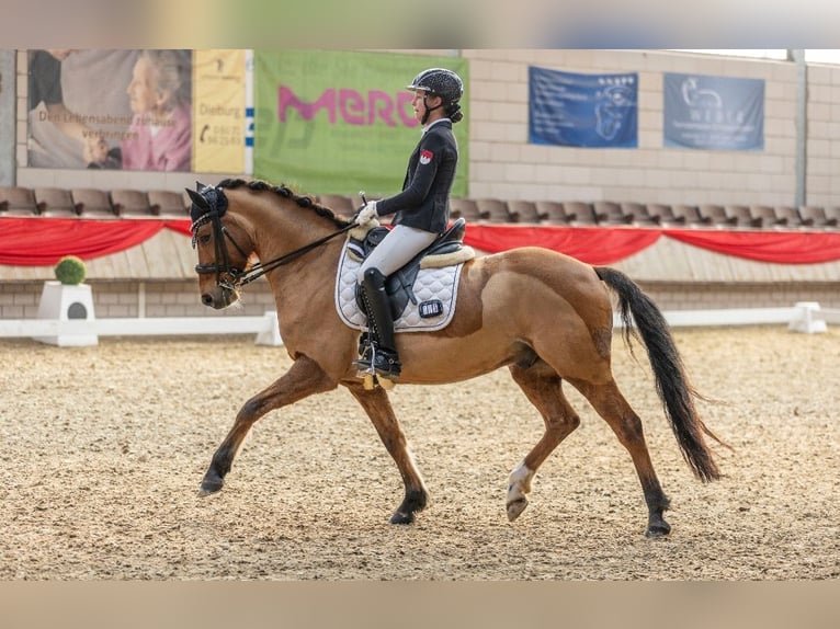 Poney de selle allemand Hongre 8 Ans 148 cm Bai clair in Alzenau in Unterfranken