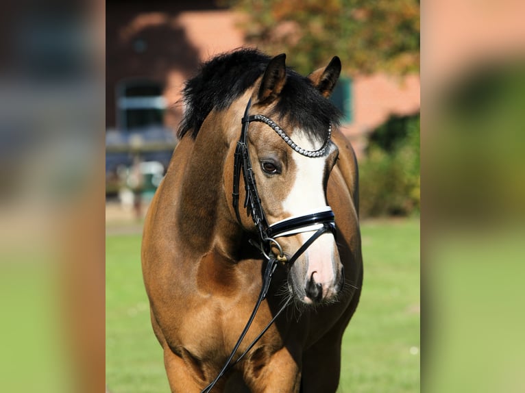 Poney de selle allemand Hongre 8 Ans 148 cm Isabelle in Rehburg-Loccum Münchehagen