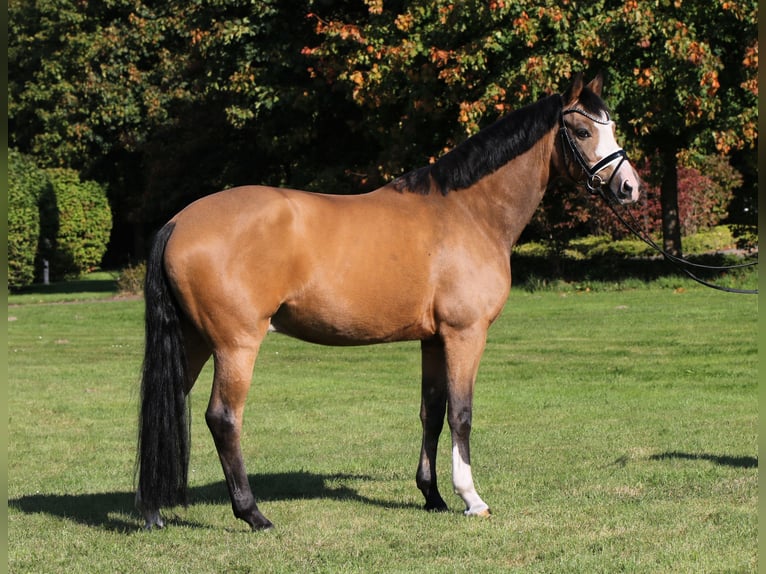 Poney de selle allemand Hongre 8 Ans 148 cm Isabelle in Rehburg-Loccum Münchehagen