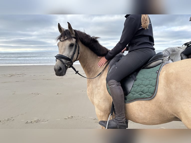 Poney de selle allemand Hongre 8 Ans 148 cm Isabelle in Dreieich