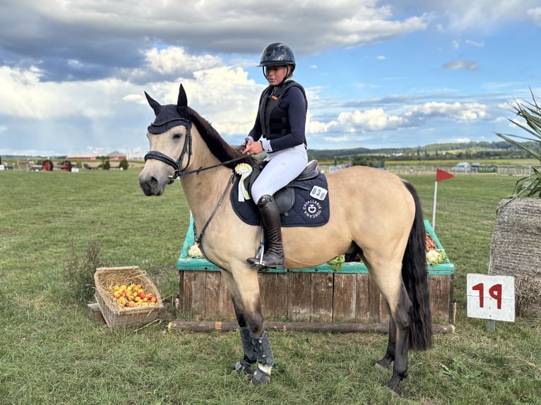 Poney de selle allemand Hongre 8 Ans 148 cm Isabelle in Dreieich