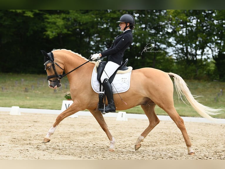 Poney de selle allemand Hongre 8 Ans 148 cm Palomino in Hambach