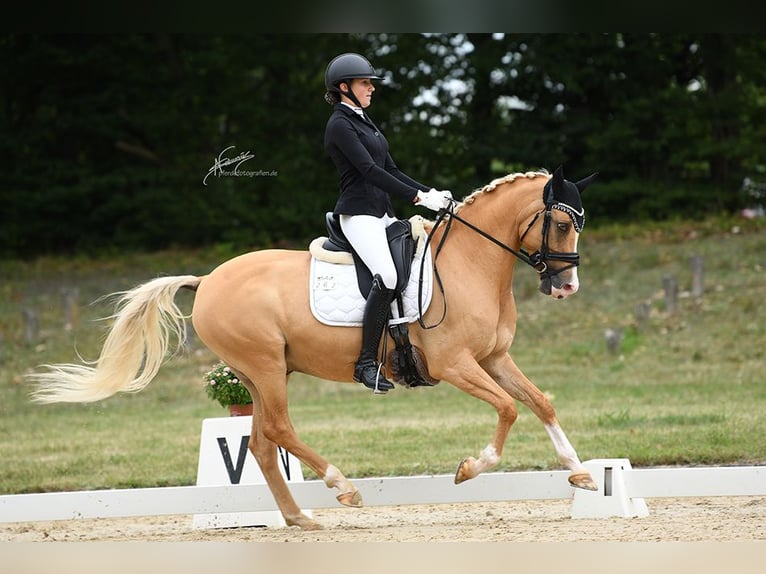 Poney de selle allemand Hongre 8 Ans 148 cm Palomino in Hambach