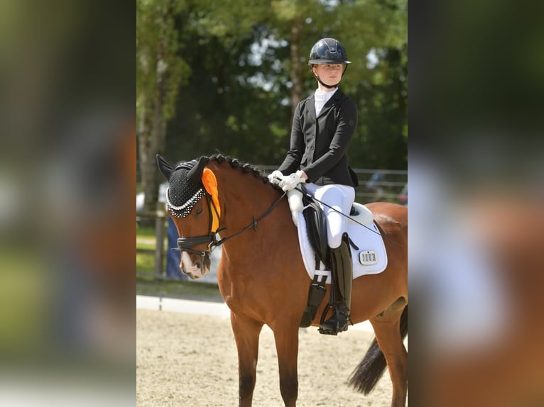 Poney de selle allemand Hongre 8 Ans 149 cm Bai in Rosengarten