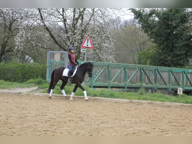 Poney de selle allemand Hongre 8 Ans 150 cm Noir in Übach-Palenberg