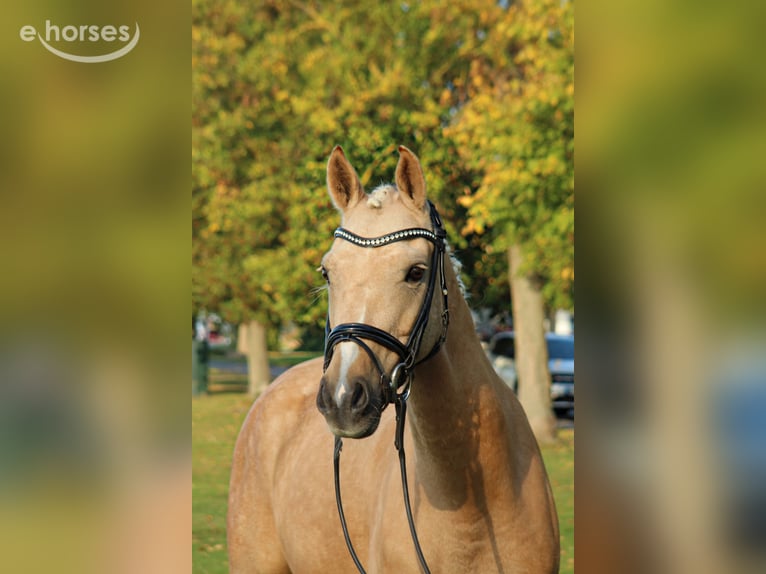Poney de selle allemand Hongre 8 Ans 152 cm Palomino in Nörten-Hardenberg