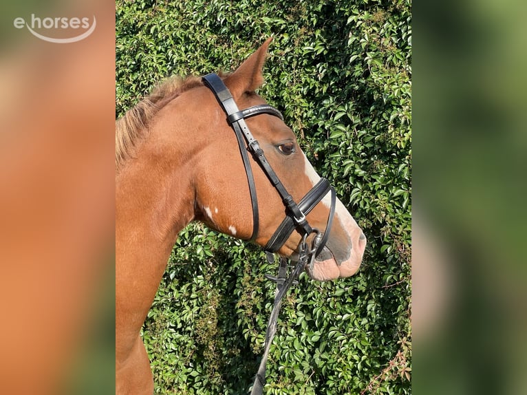 Poney de selle allemand Hongre 8 Ans 153 cm Alezan in AlpenAlpen