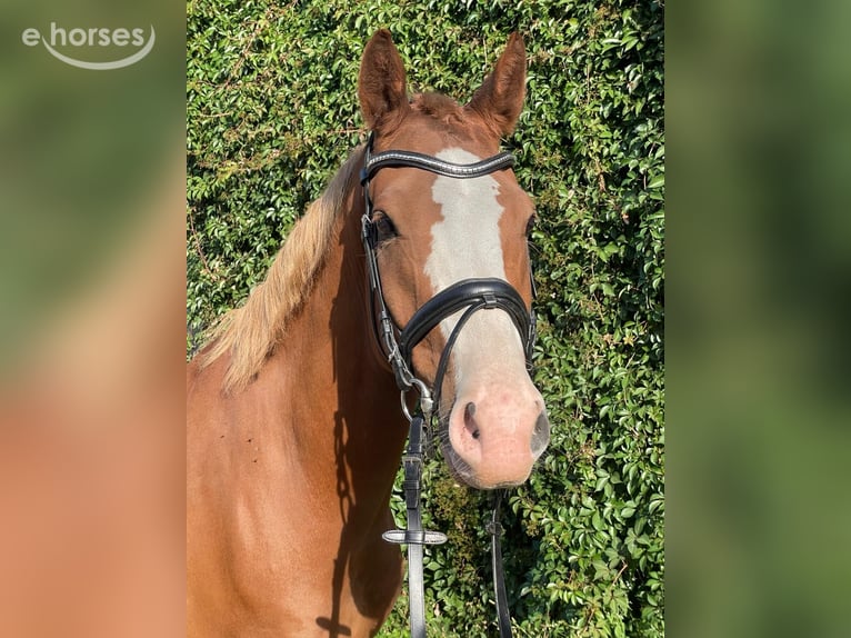 Poney de selle allemand Hongre 8 Ans 153 cm Alezan in AlpenAlpen