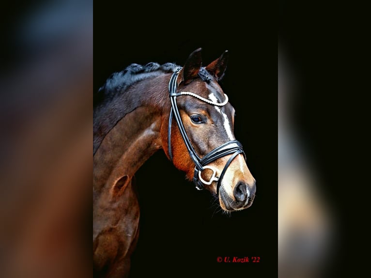 Poney de selle allemand Hongre 8 Ans 153 cm Bai brun in Zürich