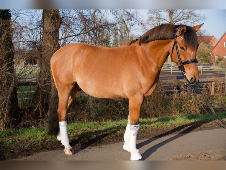 Poney de selle allemand Hongre 8 Ans 153 cm  in Wedemark