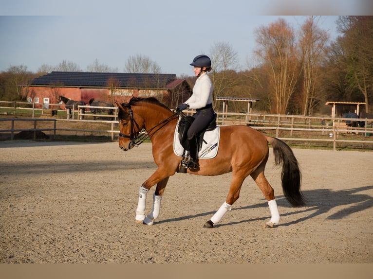 Poney de selle allemand Hongre 8 Ans 153 cm  in Wedemark