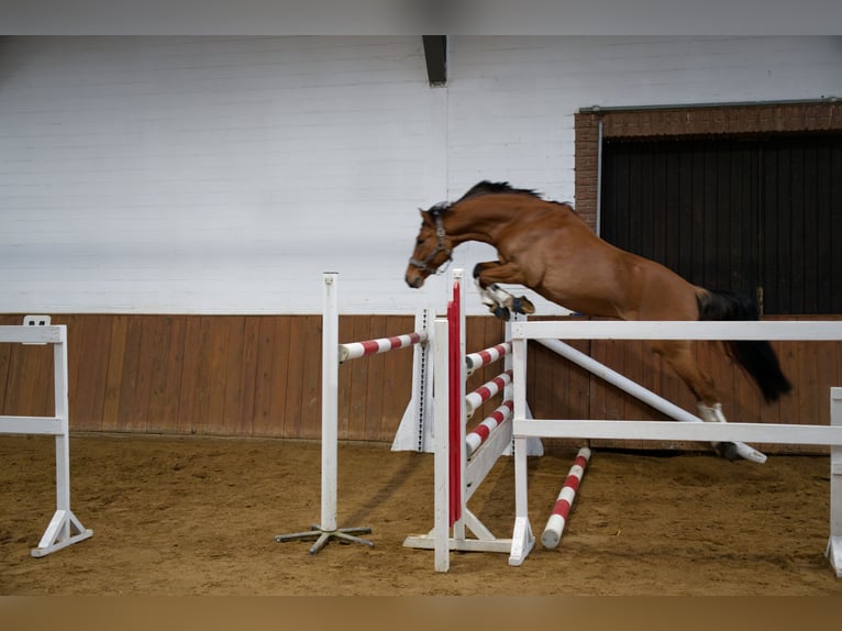 Poney de selle allemand Hongre 8 Ans 153 cm  in Wedemark